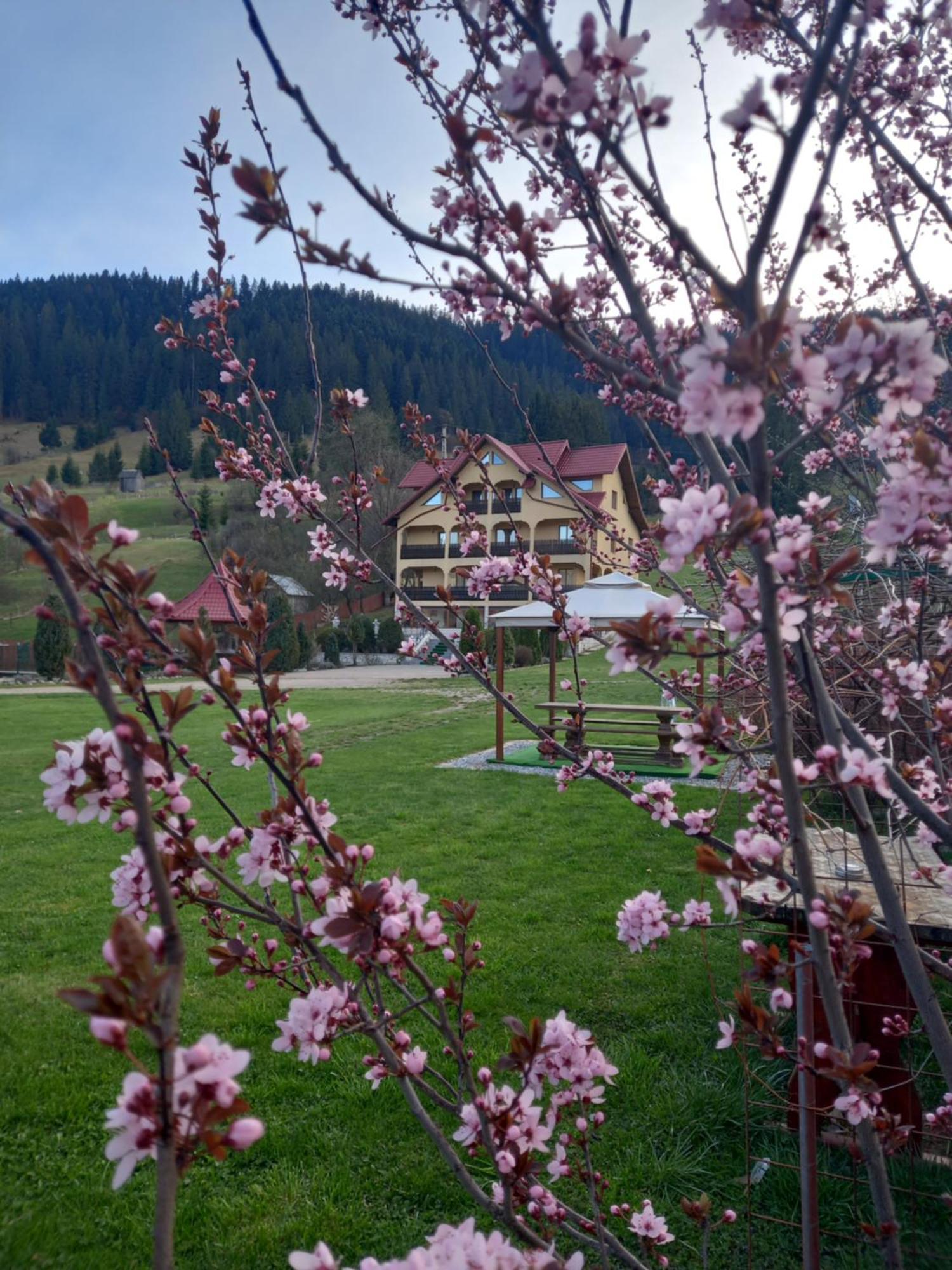 Pensiunea Alunis Hotel Sadova  Kültér fotó